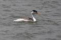 Clark's Grebe FtDavis Aug08 114